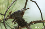 Krueper s Nuthatch (Sitta krueperi)