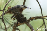 Krueper s Nuthatch (Sitta krueperi)