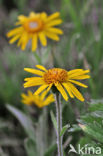 Arnica (Arnica montana)