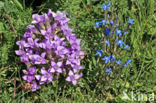 Field Gentian (Gentianella campestris)