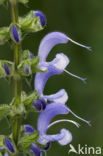 Meadow Clary (Salvia pratensis)