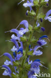 Meadow Clary (Salvia pratensis)