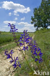 Meadow Clary (Salvia pratensis)