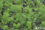 Venkel (Foeniculum vulgare)