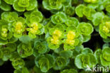 Alternate-leaved Golden Saxifrage (Chrysosplenium alternifolium)