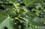 Fig (Ficus carica)