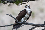 Visarend (Pandion haliaetus)