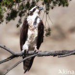 Visarend (Pandion haliaetus)