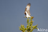 Visarend (Pandion haliaetus)