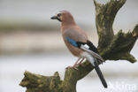 Eurasian Jay (Garrulus glandarius)