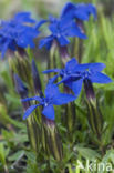 Voorjaarsgentiaan (Gentiana verna)
