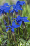 Spring gentian (Gentiana verna)