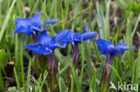 Spring gentian (Gentiana verna)