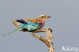 Lilac-breasted Roller (Coracias caudatus)