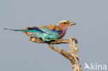 Lilac-breasted Roller (Coracias caudatus)