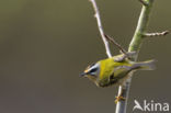 Vuurgoudhaantje (Regulus ignicapillus)