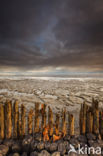 Wadden Sea