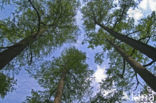 dawn redwood (Metasequoia glyptostroboides)