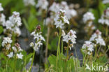 common buckbean (Menyanthes trifoliata)