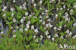 common buckbean (Menyanthes trifoliata)