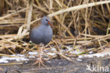 Waterrail (Rallus aquaticus)