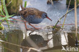 Waterrail (Rallus aquaticus)