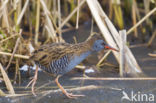 Waterrail (Rallus aquaticus)