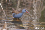 Waterrail (Rallus aquaticus)