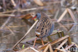 Waterrail (Rallus aquaticus)