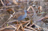 Waterrail (Rallus aquaticus)