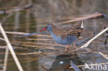 Waterrail (Rallus aquaticus)