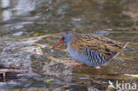 Waterrail (Rallus aquaticus)