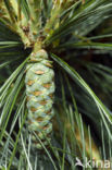 Weymouthden (Pinus strobus)