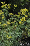 Rue (Ruta graveolens)