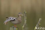 Wilde Eend (Anas platyrhynchos)