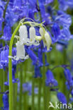 Bluebell (Hyacinthoides non-scripta