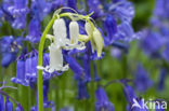 Bluebell (Hyacinthoides non-scripta