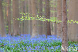 Bluebell (Hyacinthoides non-scripta