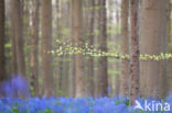 Bluebell (Hyacinthoides non-scripta