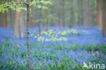 Bluebell (Hyacinthoides non-scripta