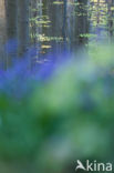 Bluebell (Hyacinthoides non-scripta