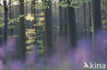 Bluebell (Hyacinthoides non-scripta