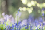 Bluebell (Hyacinthoides non-scripta