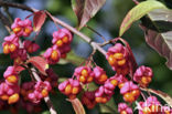 Wilde kardinaalsmuts (Euonymus europaeus)