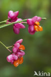 Wilde kardinaalsmuts (Euonymus europaeus)