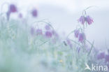 Wilde kievitsbloem (Fritillaria meleagris)