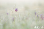 Wilde kievitsbloem (Fritillaria meleagris)