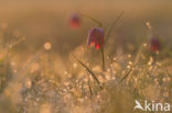 Wilde kievitsbloem (Fritillaria meleagris)