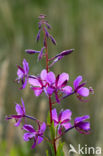 Wilgeroosje (Chamerion angustifolium)