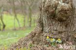 Winter Aconite (Eranthis hyemalis)